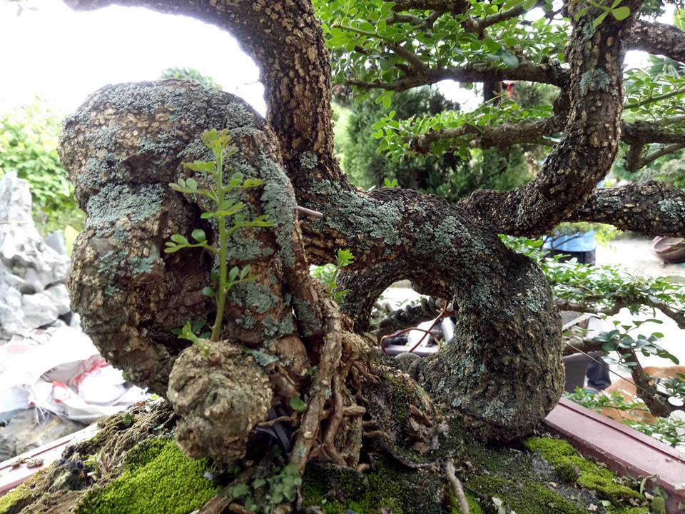 C&acirc;y[-]"cần[-]thăng&rdquo;[-]c&oacute;[-]gi&aacute;[-]ngh&igrave;n[-]đ&ocirc;?